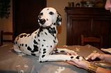 GRIFFES - DALMATIEN 035